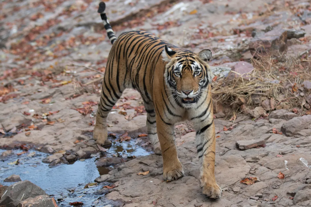 Machali — The Queen of Ranthambore