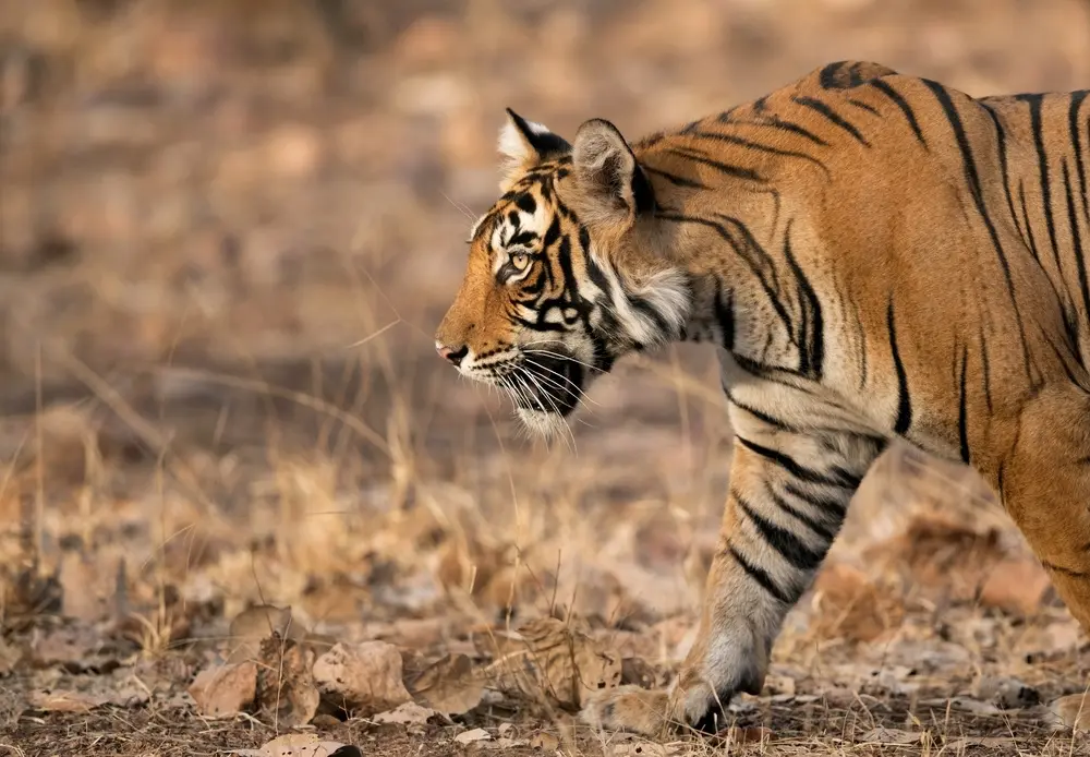Noor — The Camera-Friendly Tigress
