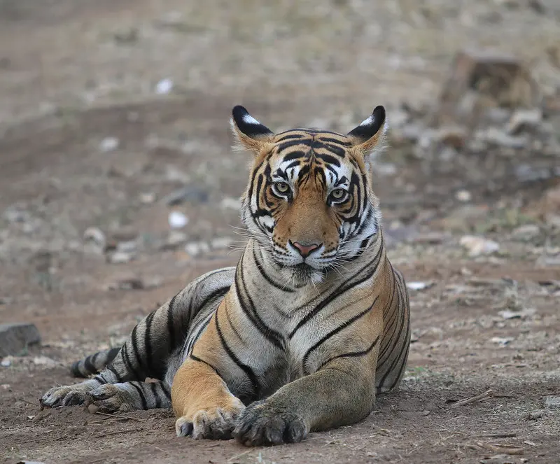 Sultan — The King of Zone 5