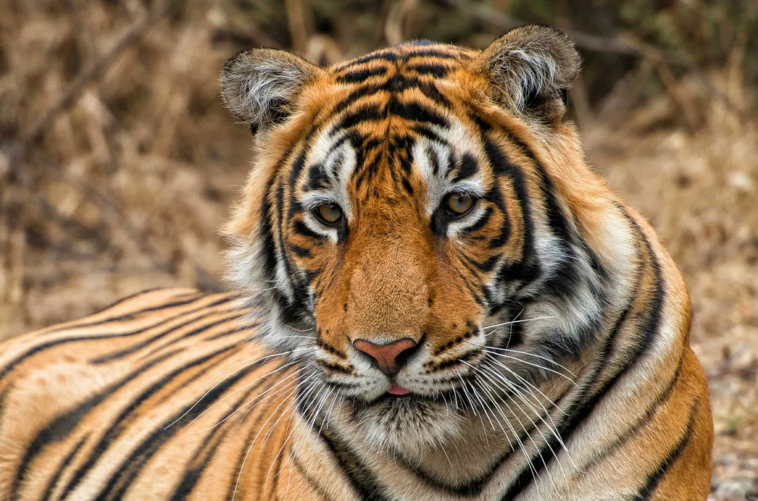 Ranthambore Safari Booking Guide: Zones, Timings & Sighting Tips