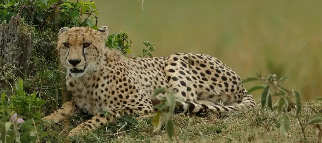 What is Project Cheetah? The Story of Kuno National Park