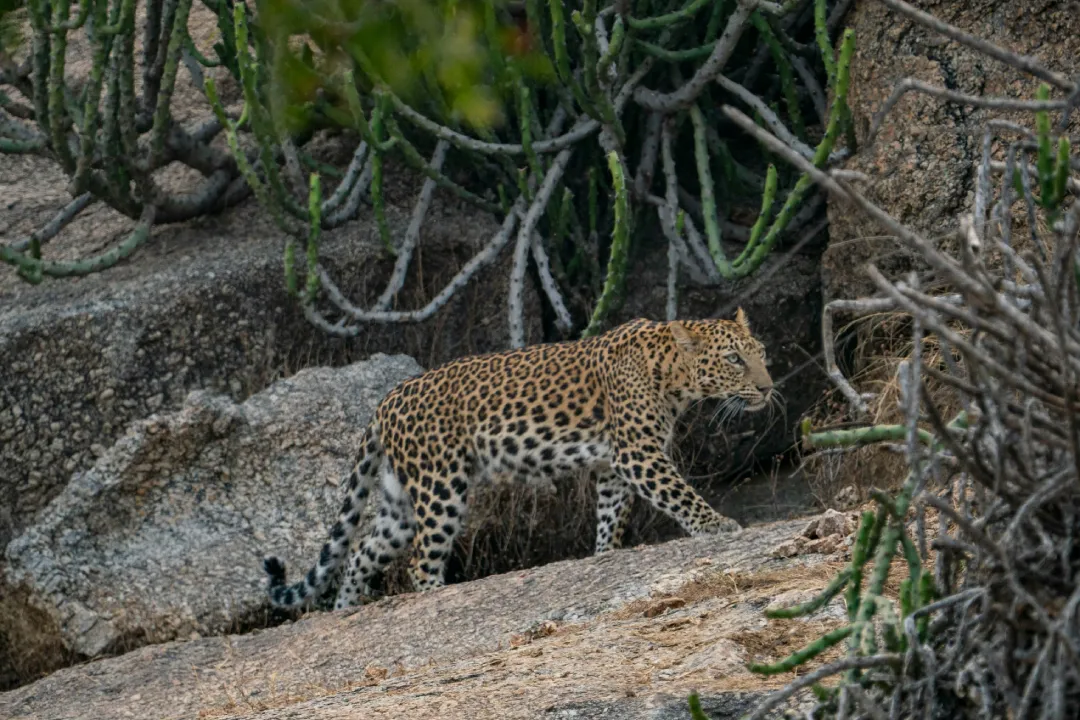 Jawai Leopards: Living in Harmony with Rabari Tribes