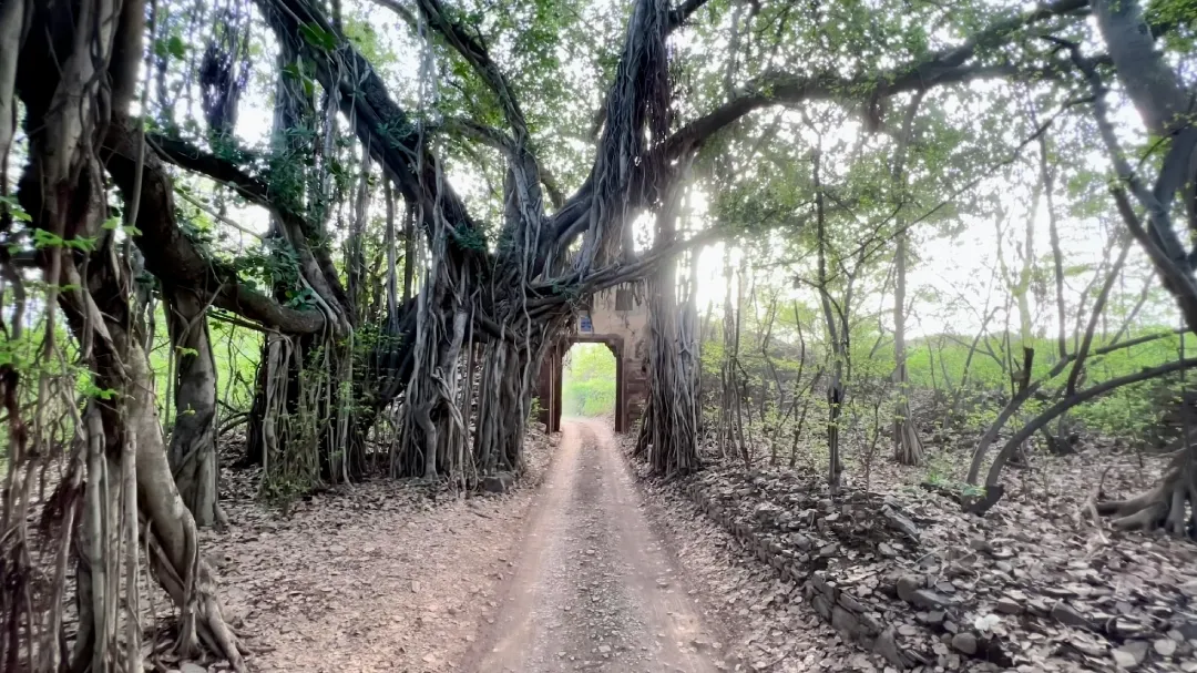 How to Choose Between Jim Corbett and Ranthambore