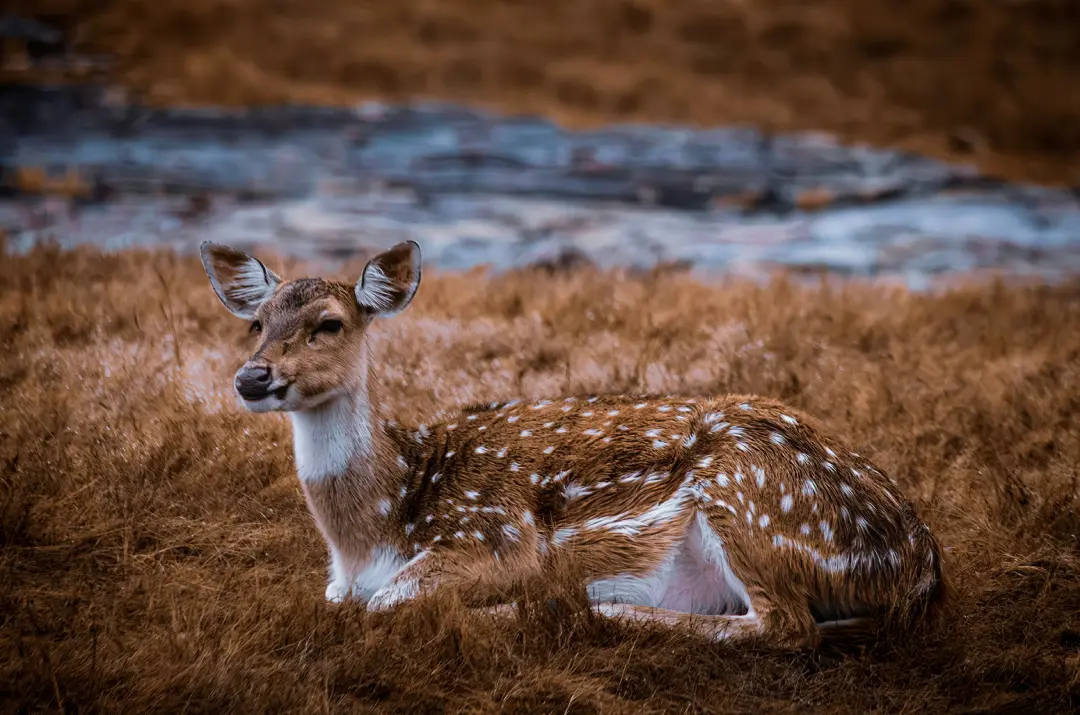 Ranthambore Zone 10