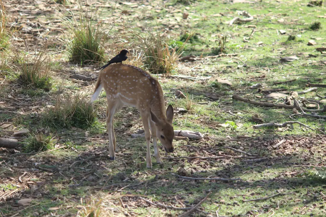 Ranthambore Zone 8