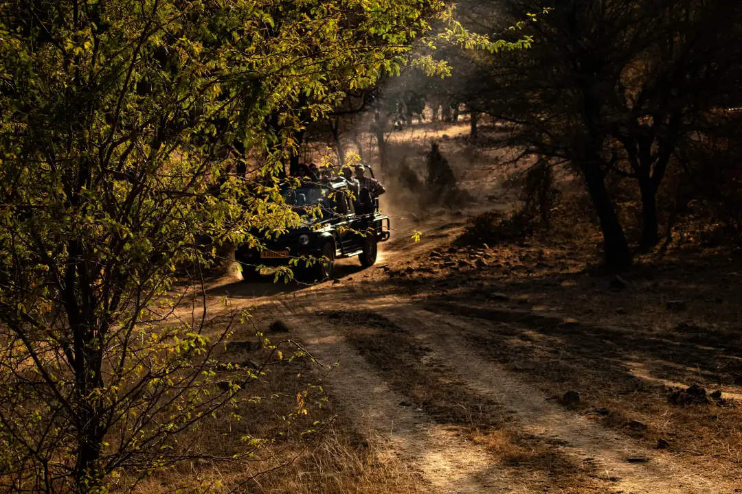 Ranthambore Zone 9
