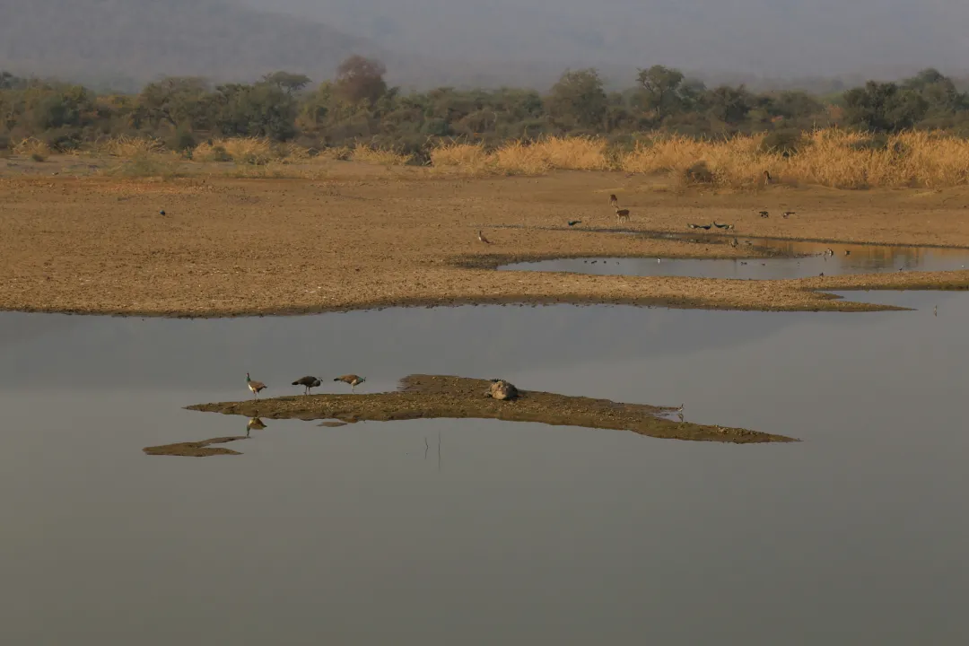 Sariska Tiger Reserve
