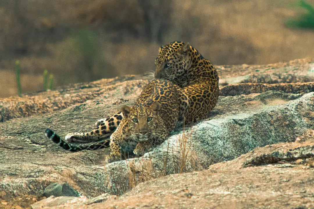 jawai-leopard-safari