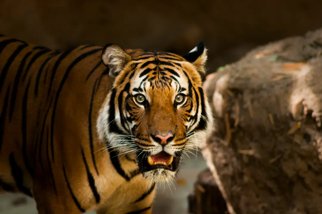 jim corbett national park