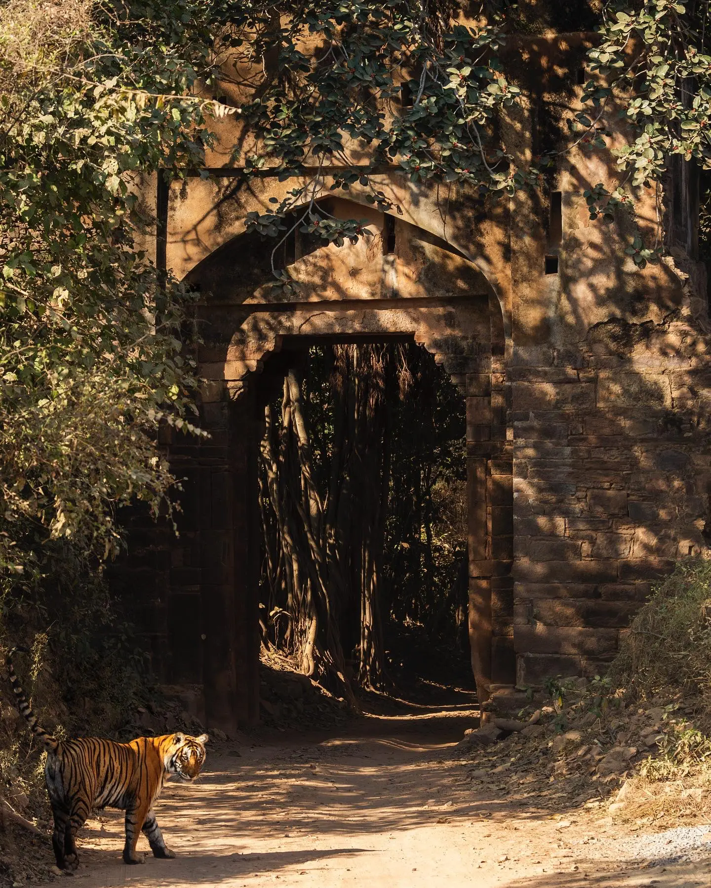 ranthambore-wild-scape-gallery-01