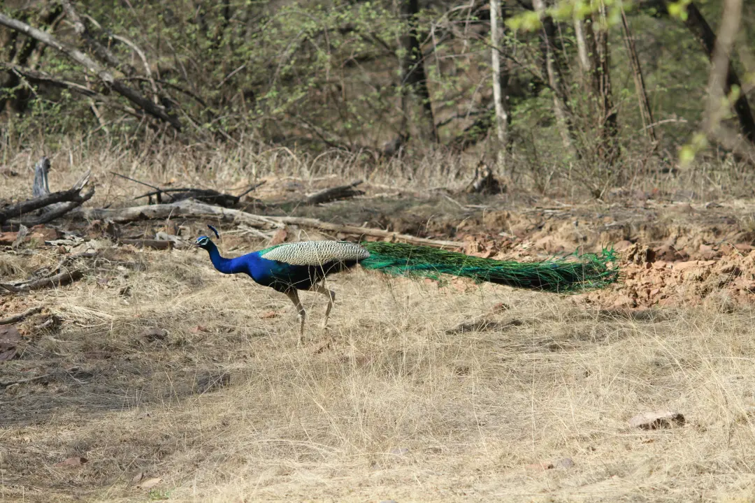 Ranthambore Zone 5