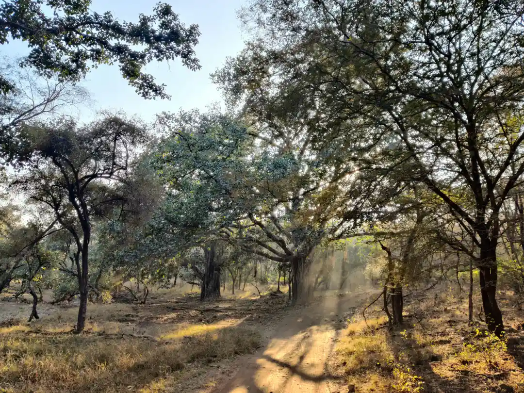 Ranthambore Zone 7