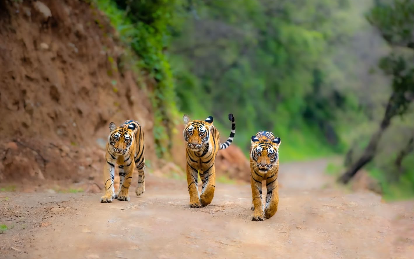 zone 10 Ranthambore National Park