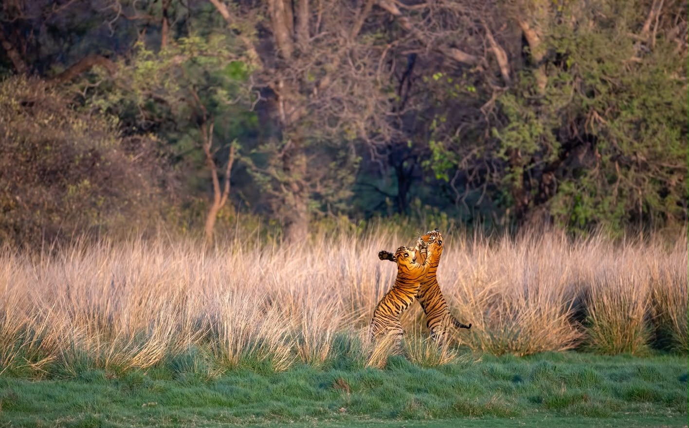 zone 7 Ranthambore National Park