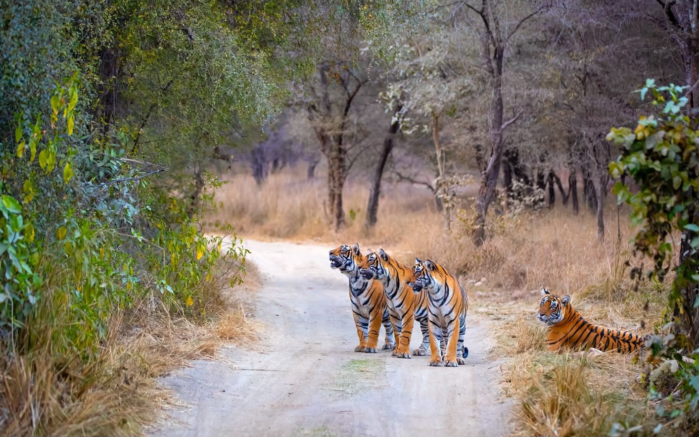 zone 8 Ranthambore National Park